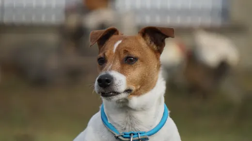 Attentive dog with an owner