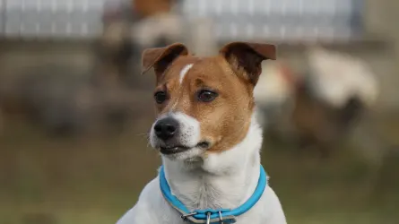 Attentive dog with an owner