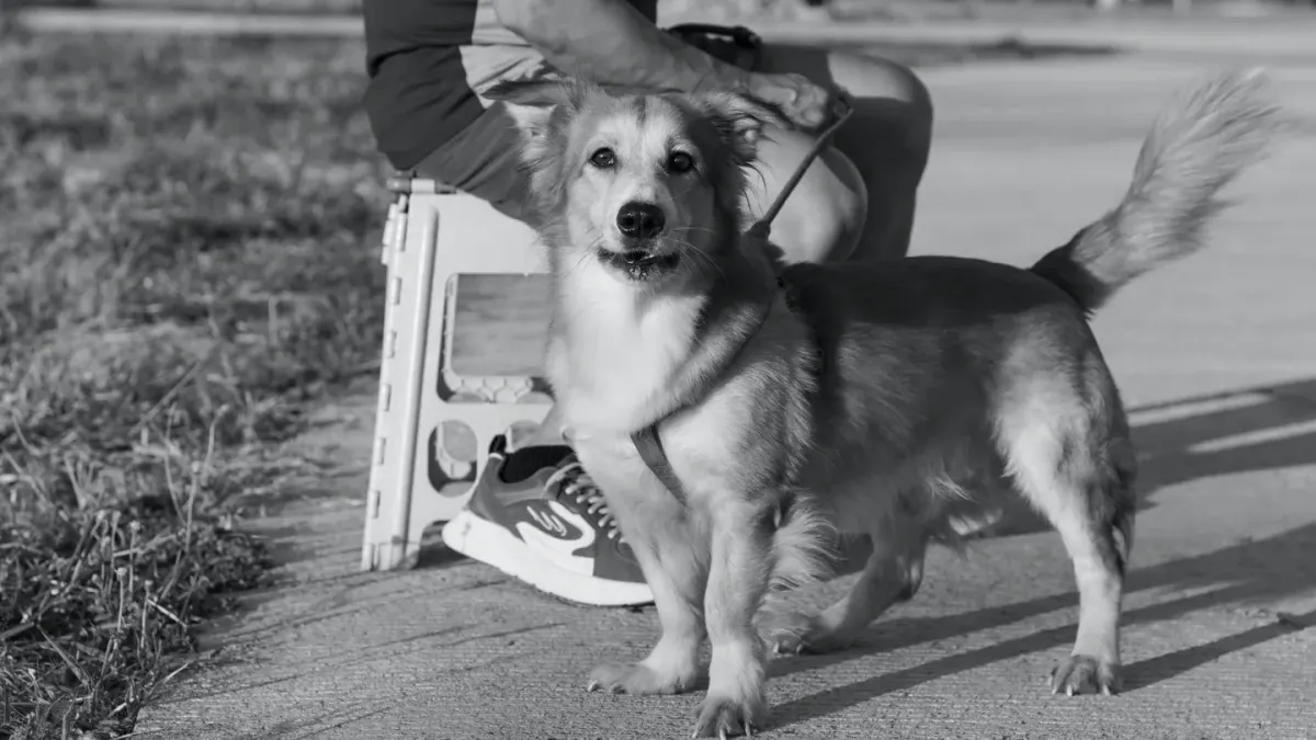 Attentive dog with an owner
