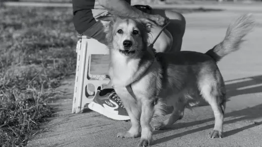 Attentive dog with an owner