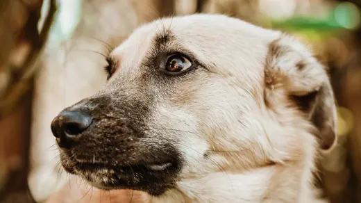 Attentive dog with an owner