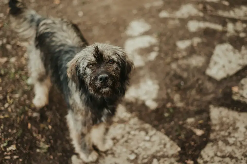 Attentive dog with an owner