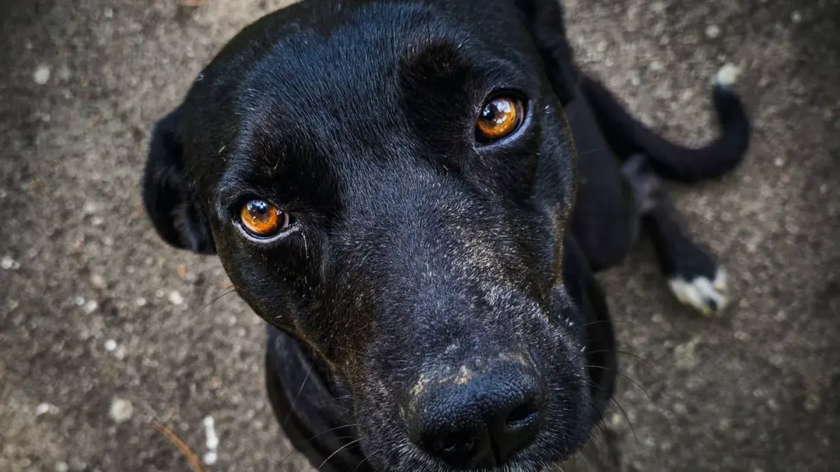 Attentive dog with an owner