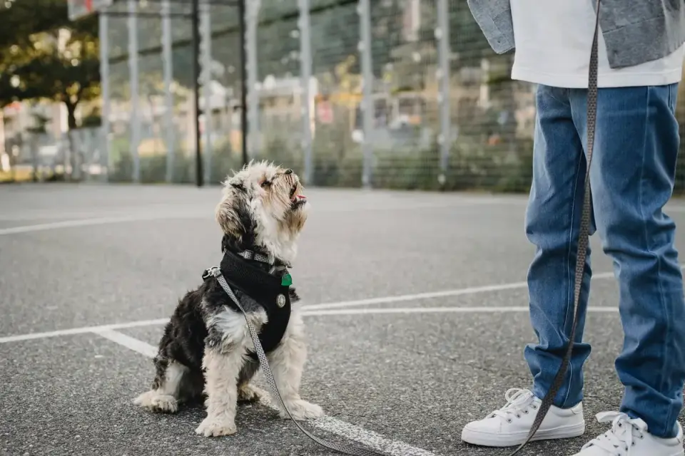 Attentive dog with an owner