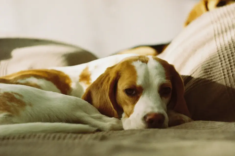 Basset Hound sleeping soundly on a couch during the day