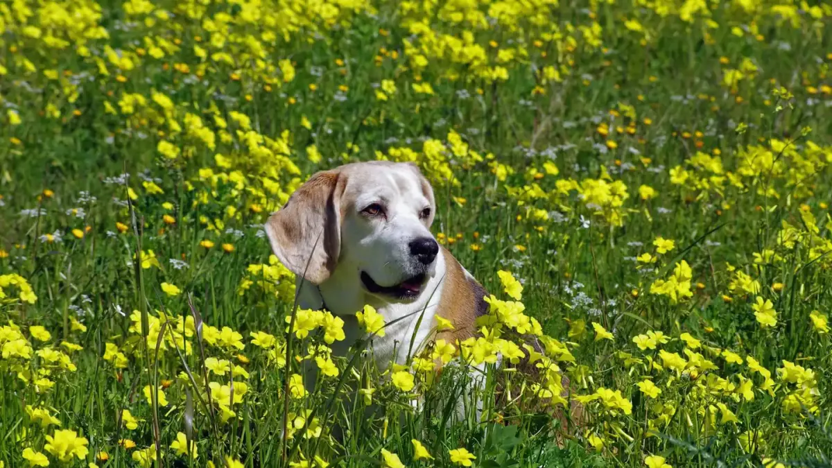 Beagle outdoors