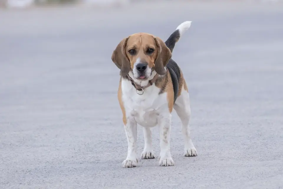Beagle outdoors