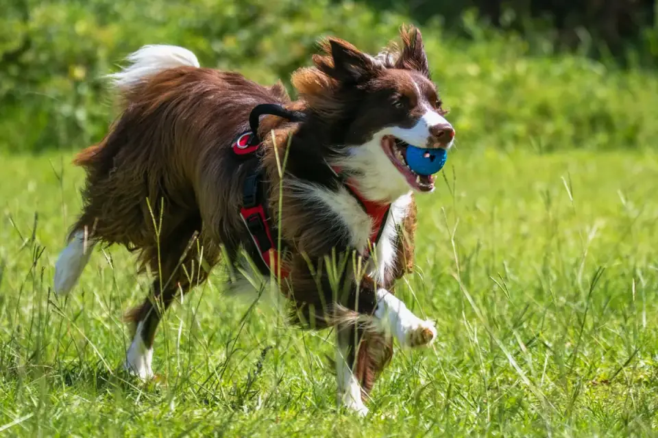 Border collie running