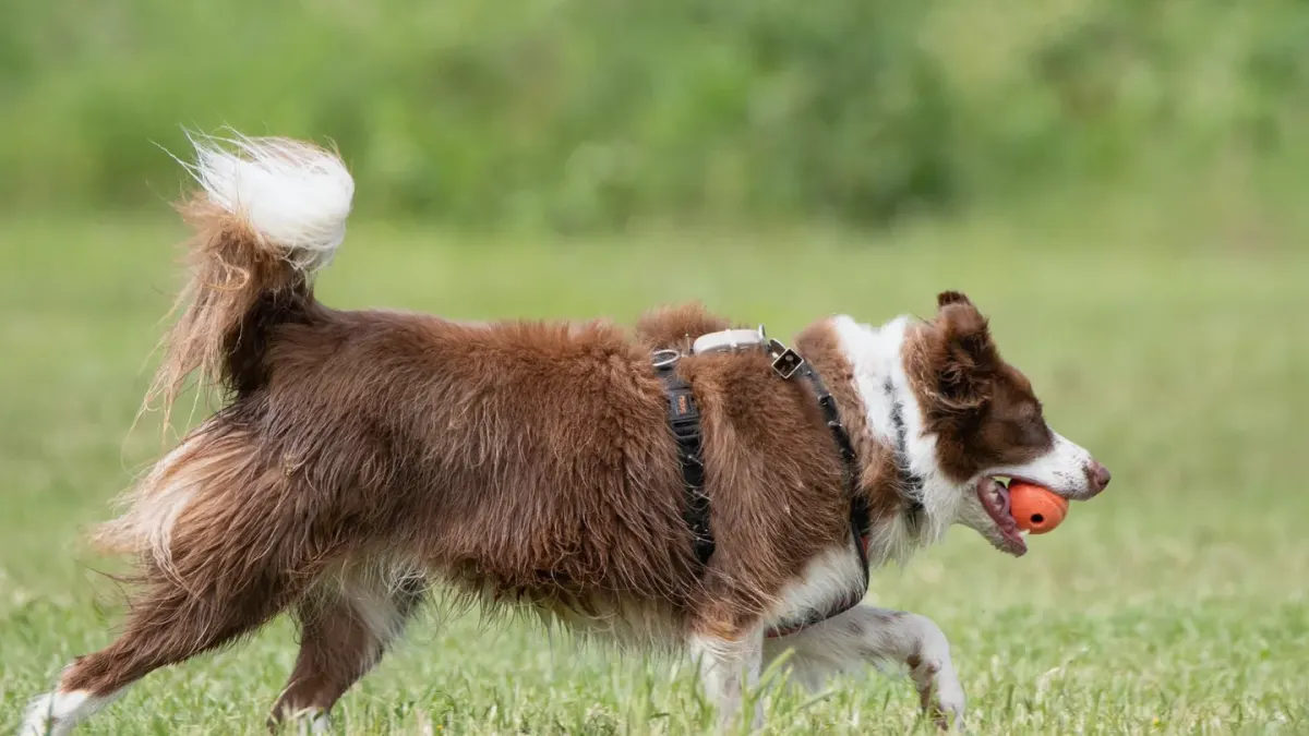Border collie running