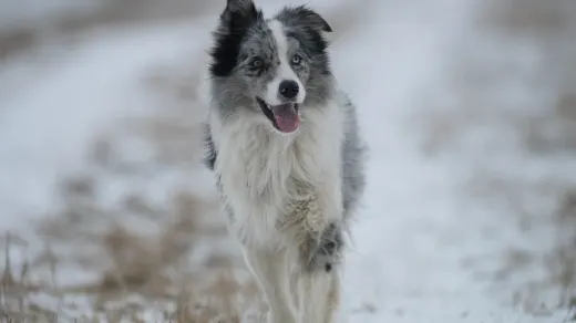 Border collie running