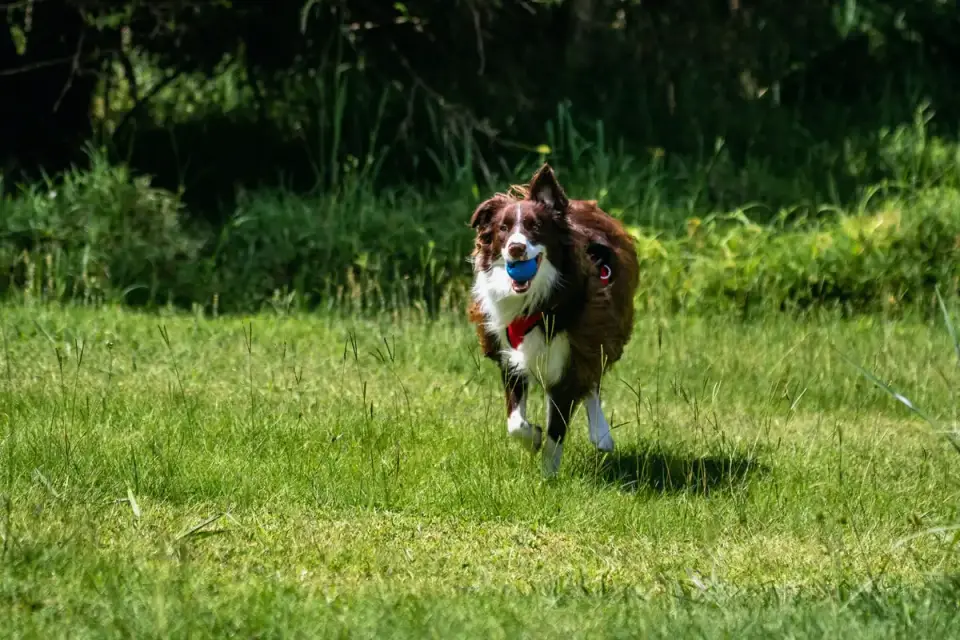 Border collie running