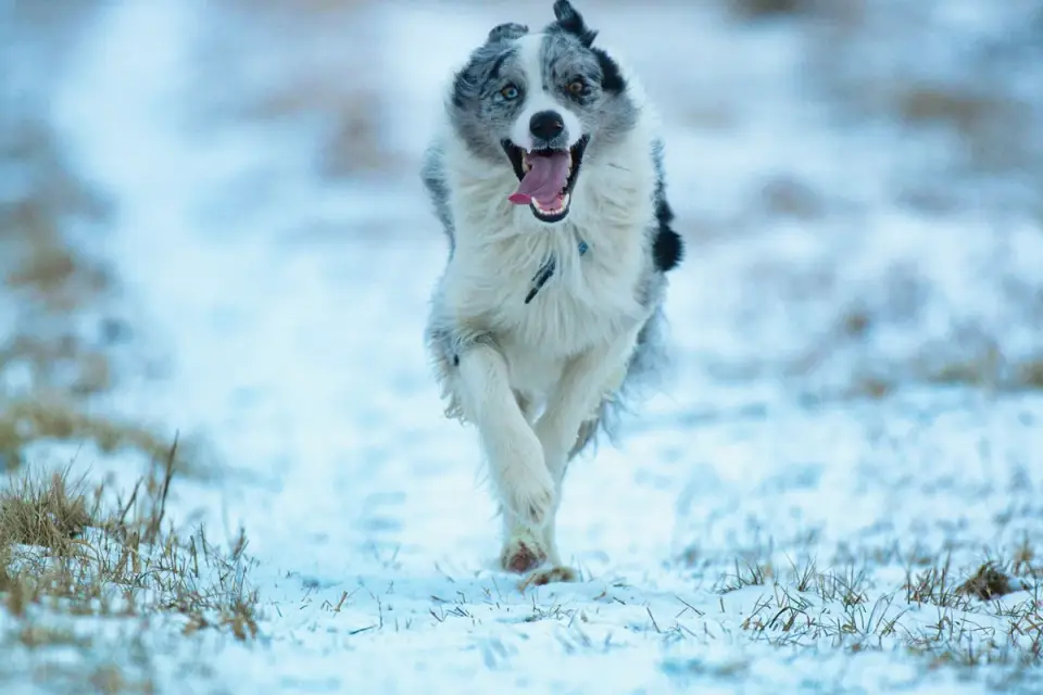 Border collie running