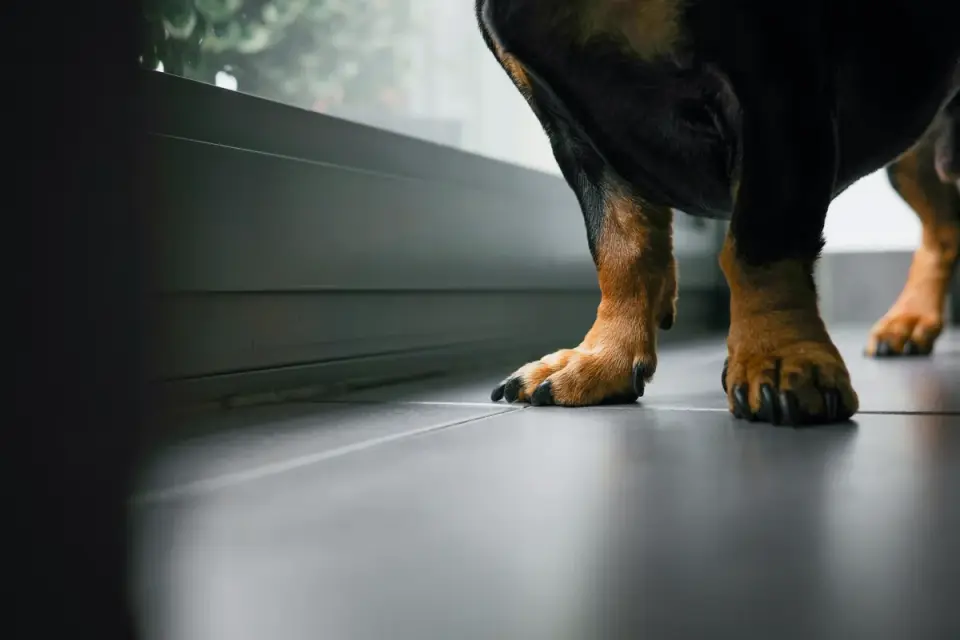Close-up of a dog's paw with a rubber toe grip fitted over the nail on a hardwood floor