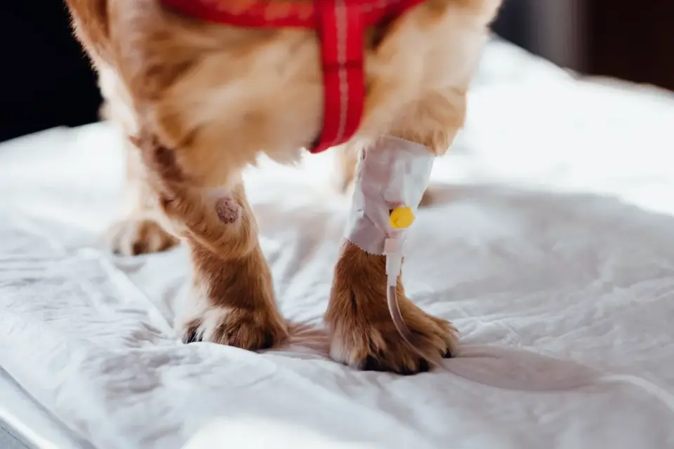 Close-up of a dog&#x27;s paws stepping onto a carpeted ramp surface