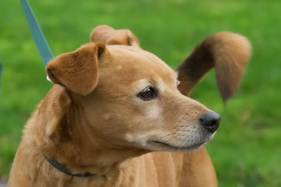 Close-up of a dog&#x27;s stiff body and leash tension during a walk