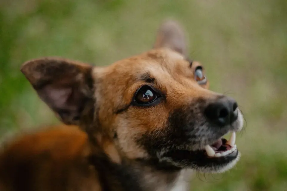 Close-up of a dog with a stiff, still body and closed mouth