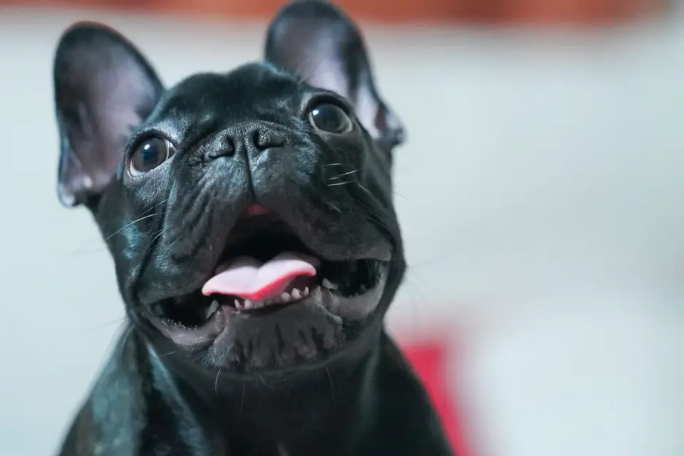 Close-up of a French Bulldog panting with tongue extended