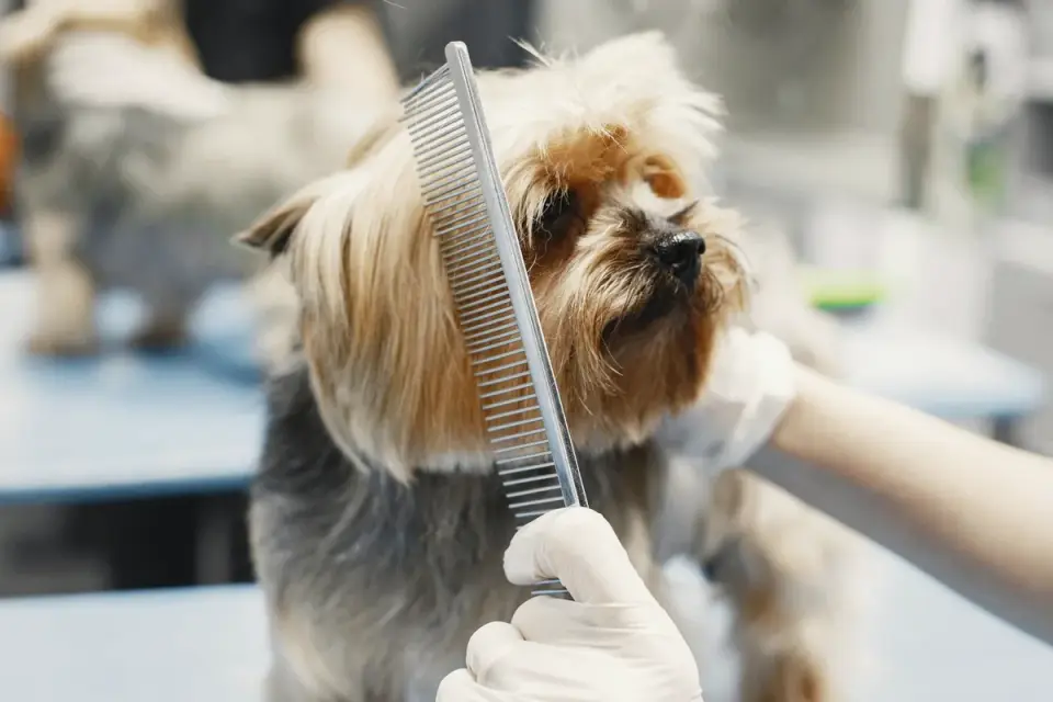 Close-up of a groomer brushing a curly doodle coat down to the skin