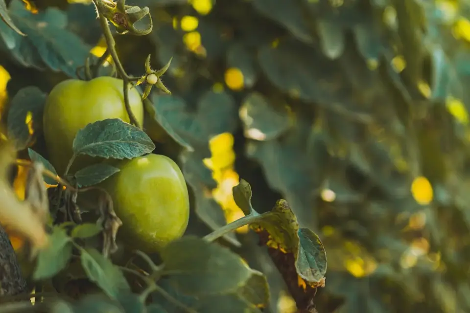 Cluster of green, unripe tomatoes still attached to leafy vines
