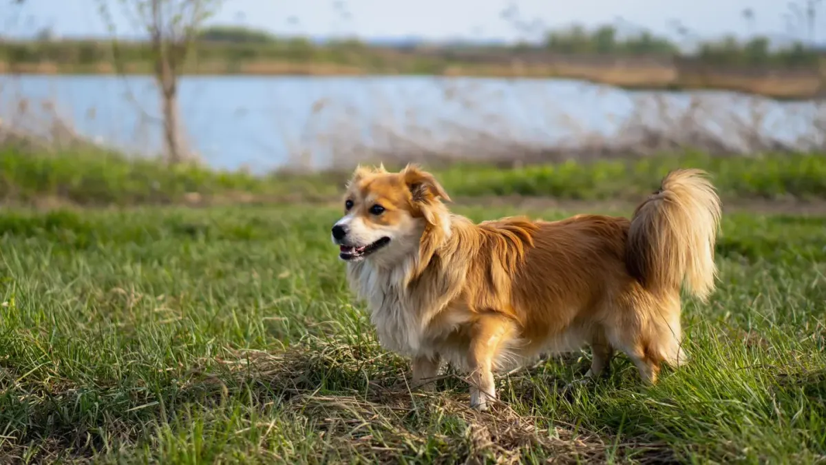 Dachshund outdoors
