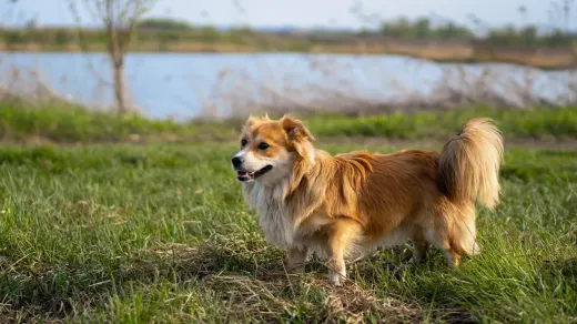 Dachshund outdoors