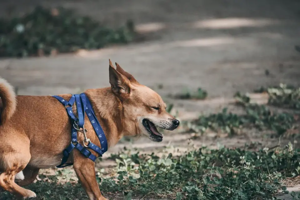 Dachshund outdoors
