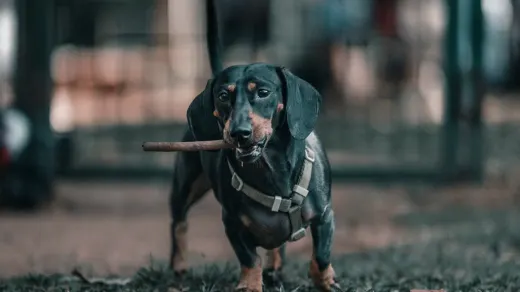 Dachshund outdoors