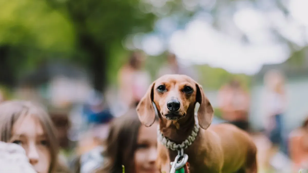 Dachshund outdoors