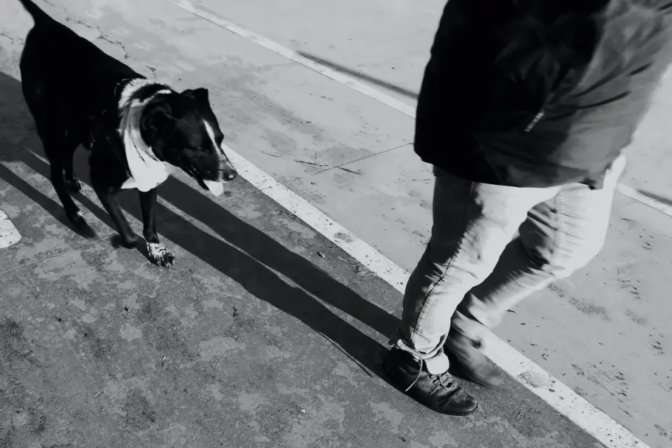 Dog and owner together