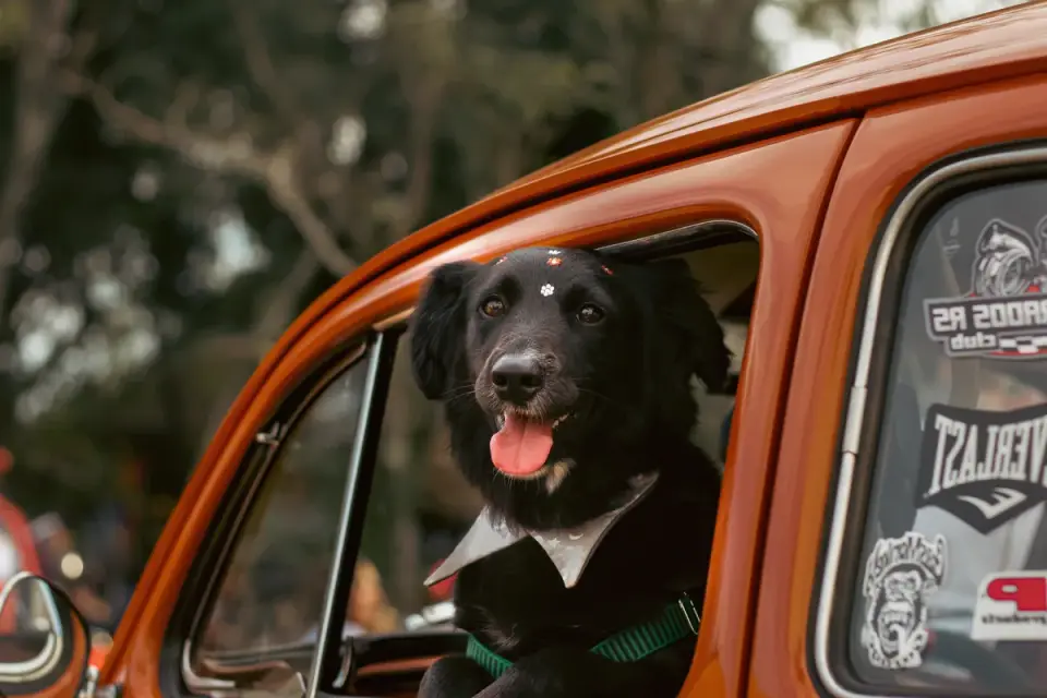 Dog at a car window