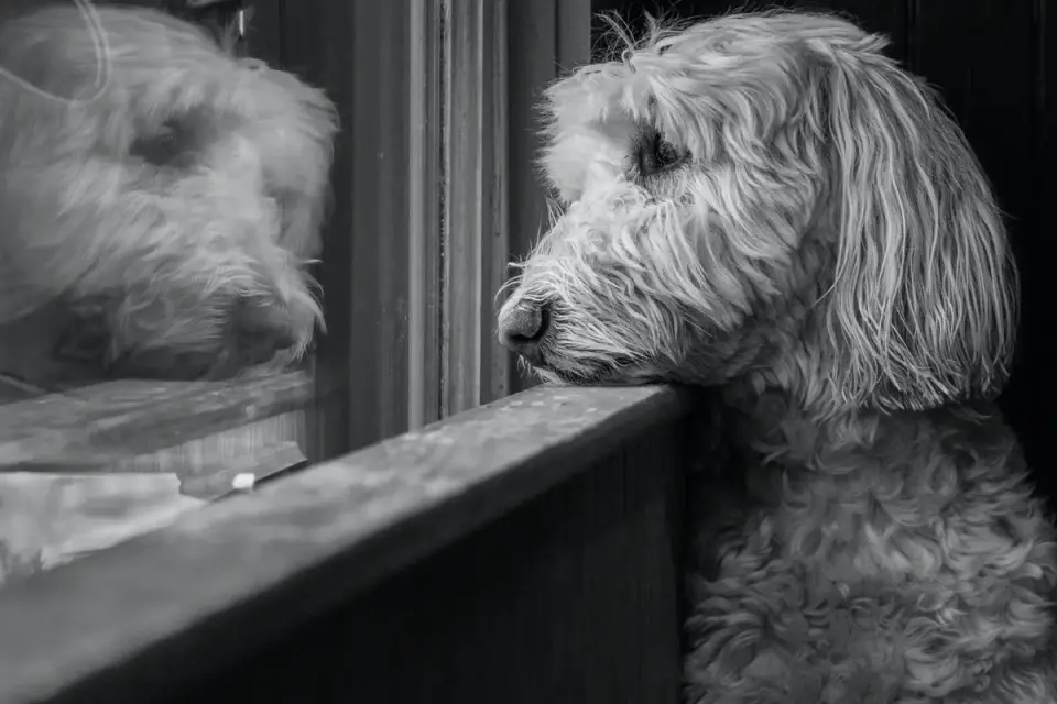Dog at a car window