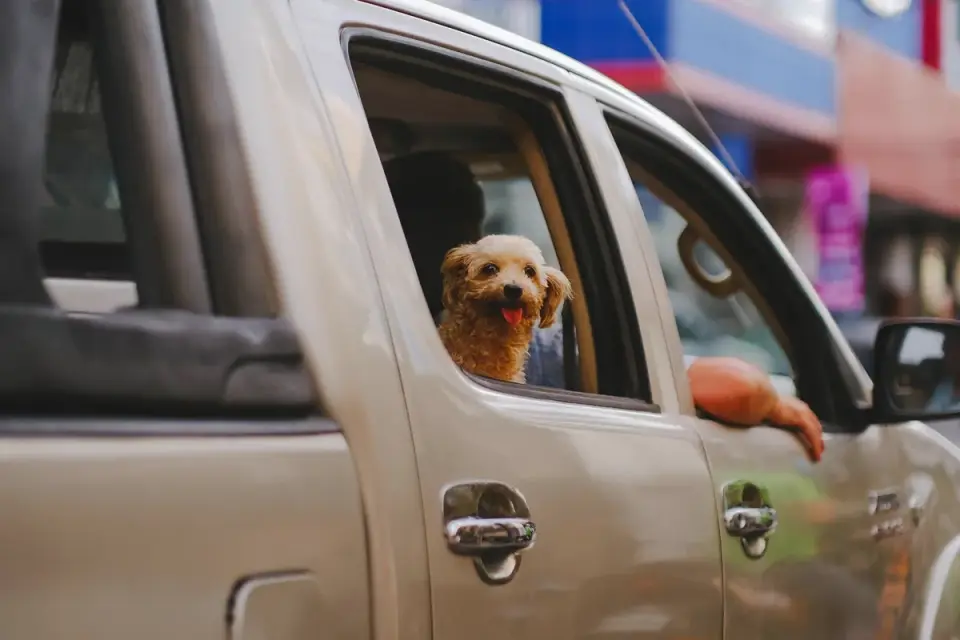 Dog at a car window