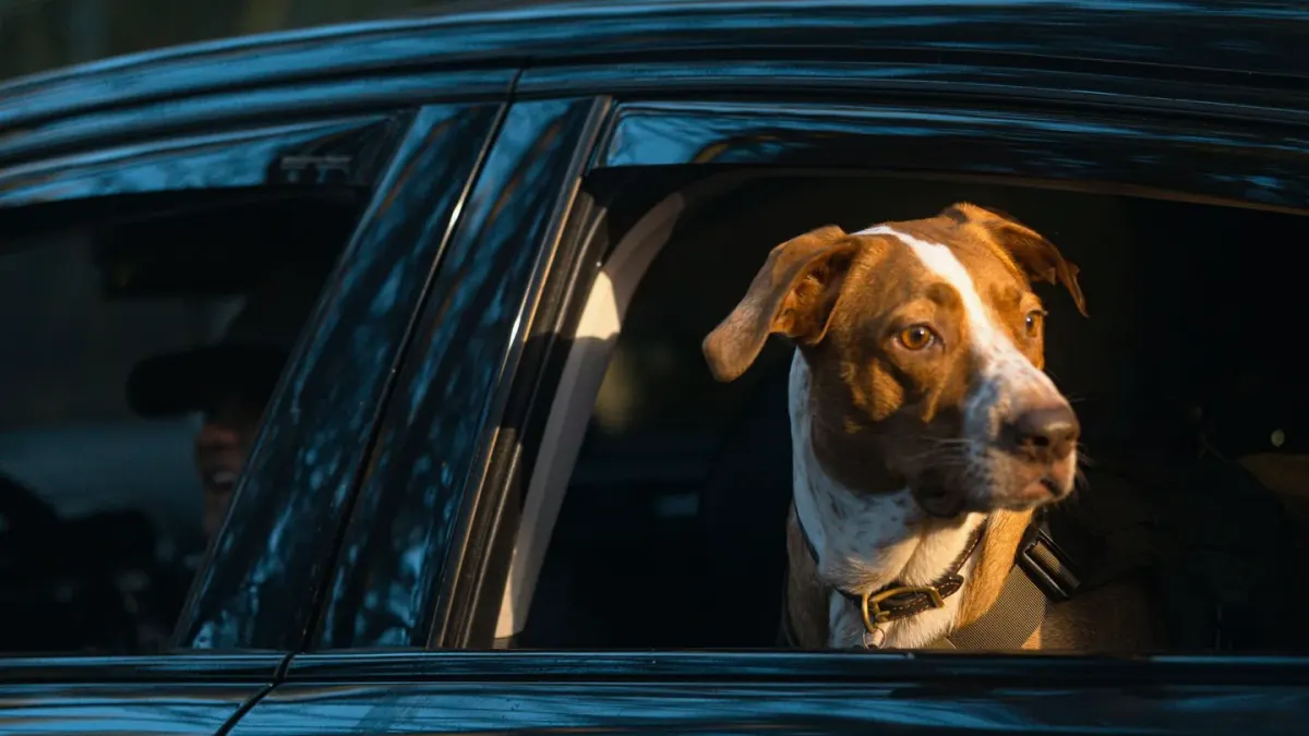 Dog at a car window