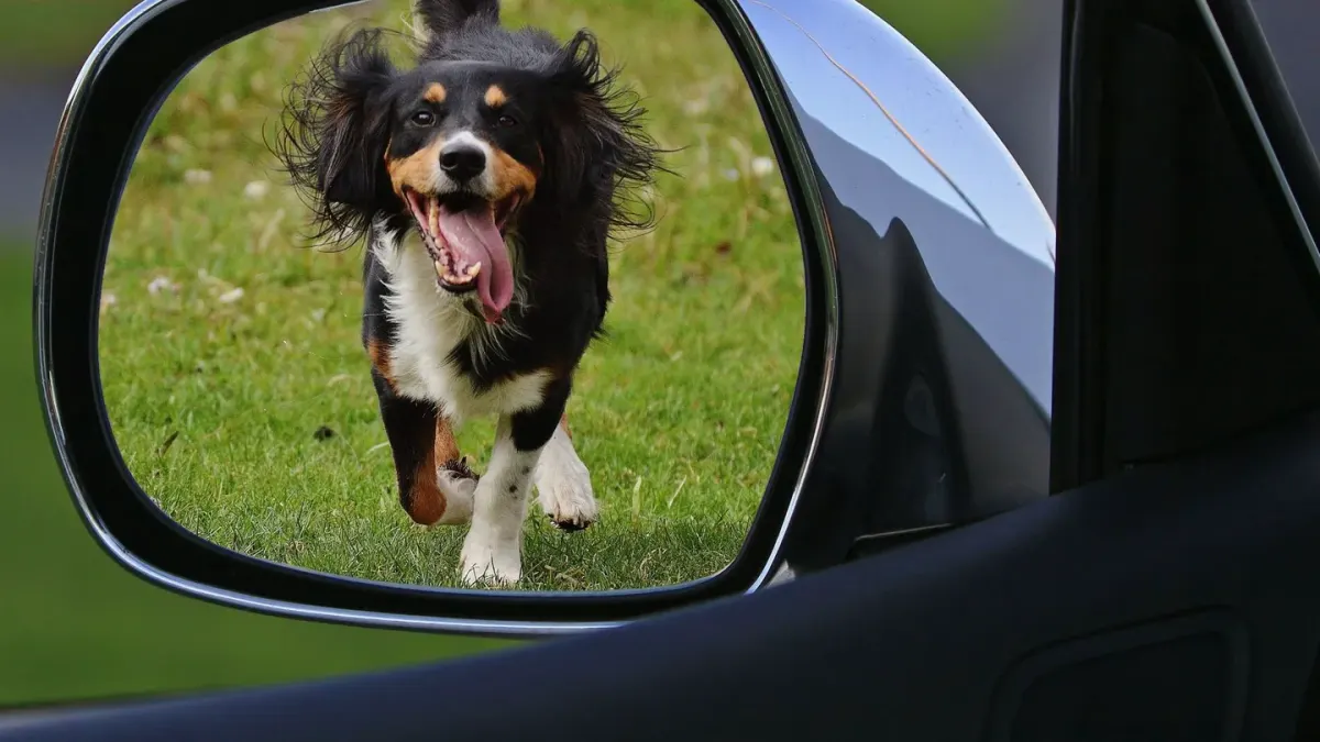 Dog at a car window