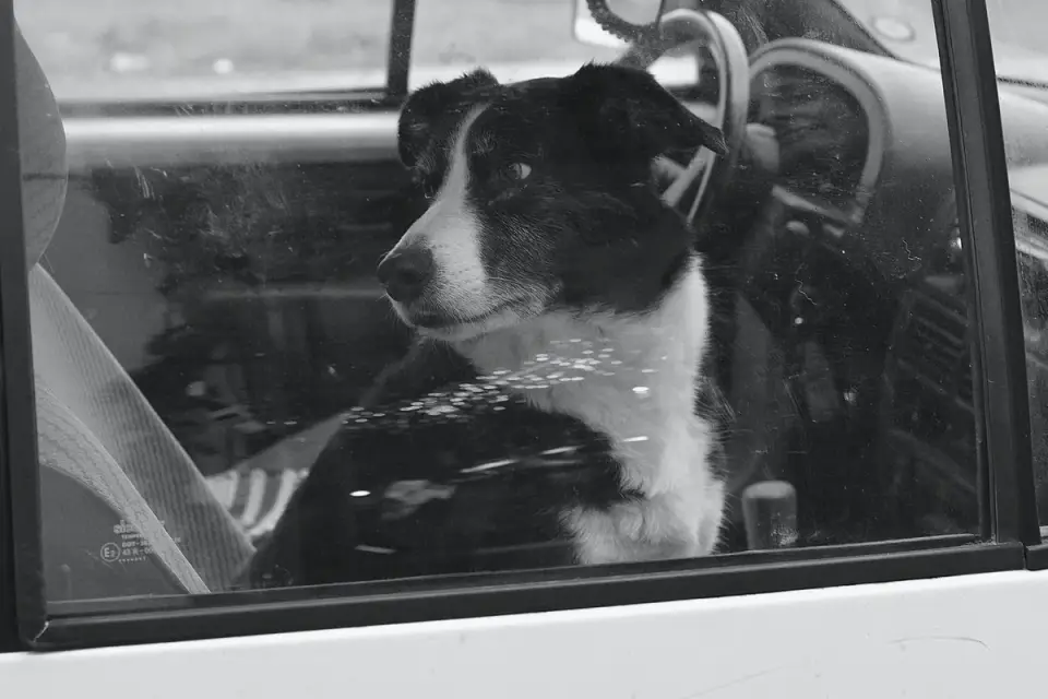 Dog at a car window