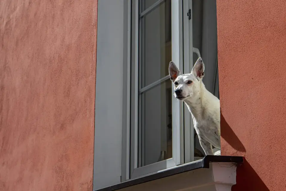 Dog at a car window