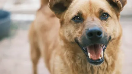 Dog barking outdoors