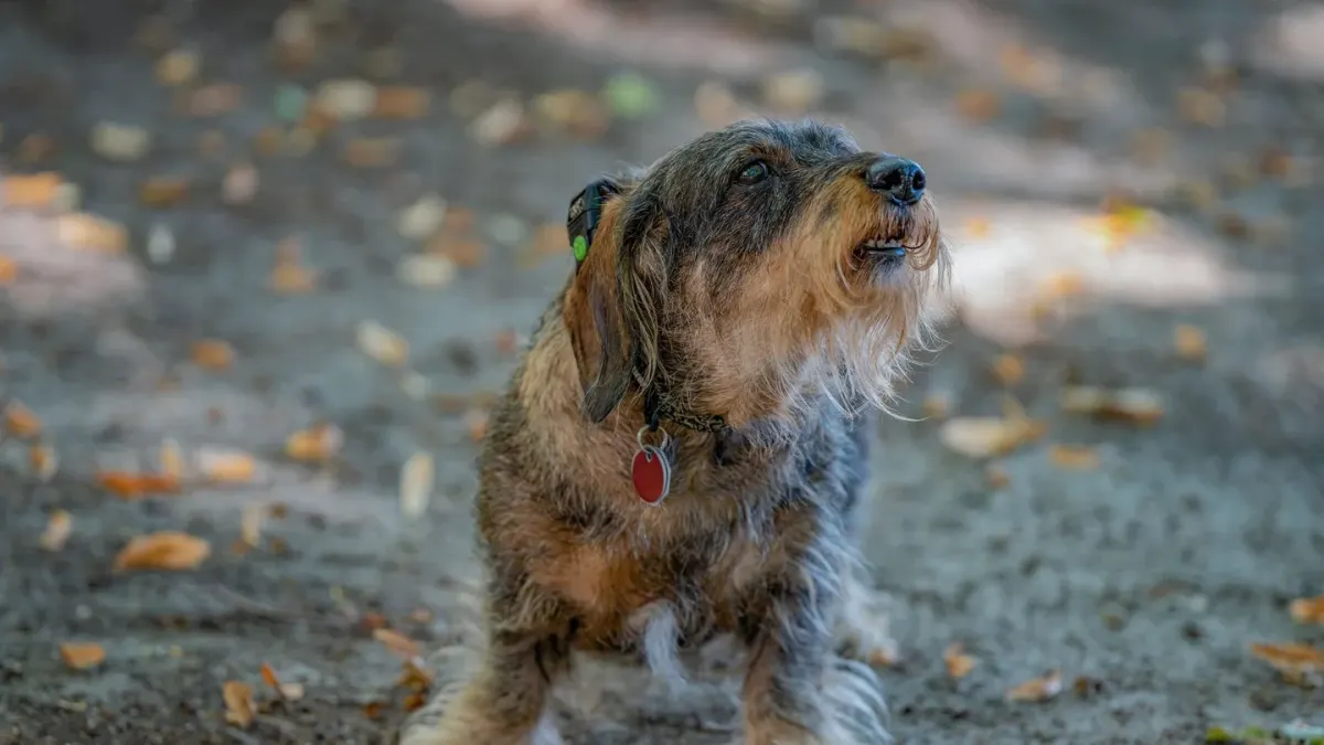 Dog barking outdoors