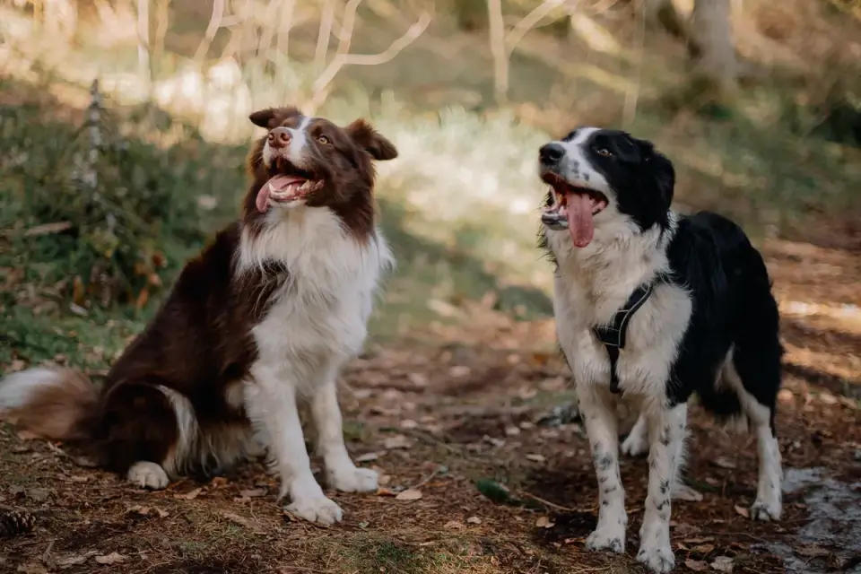 Dog barking outdoors