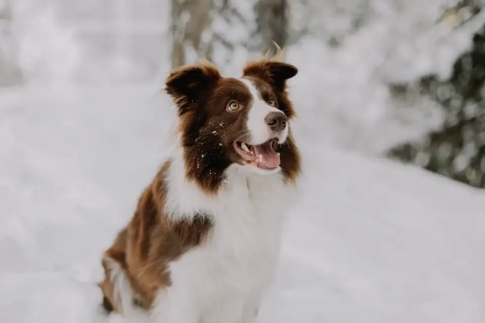Dog barking outdoors