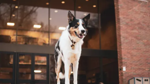 Dog by a door