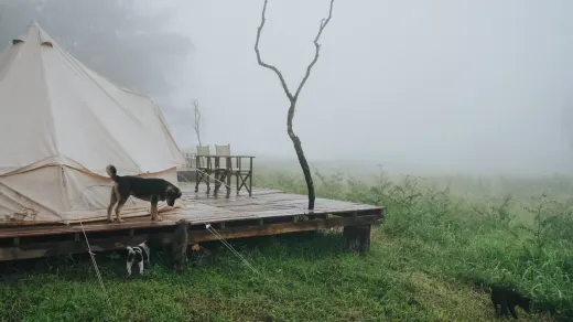 Dog camping with an owner