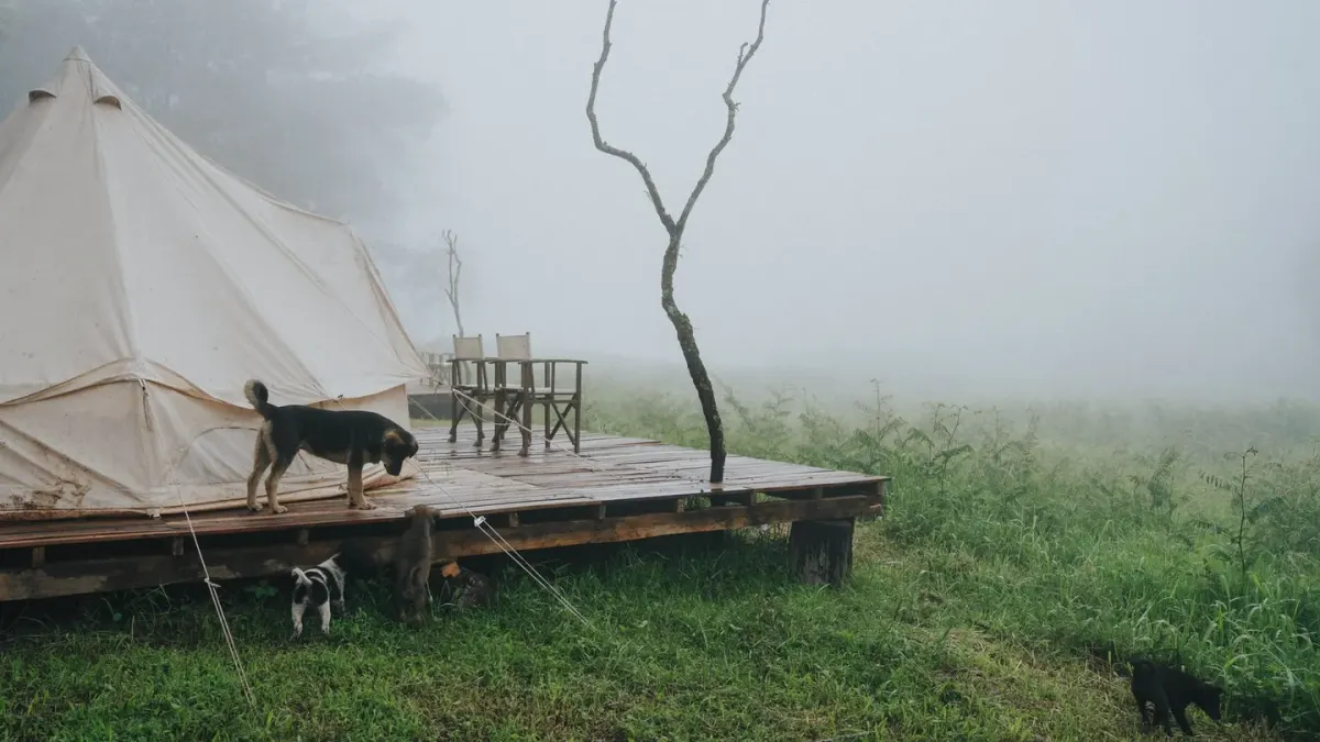 Dog camping with an owner