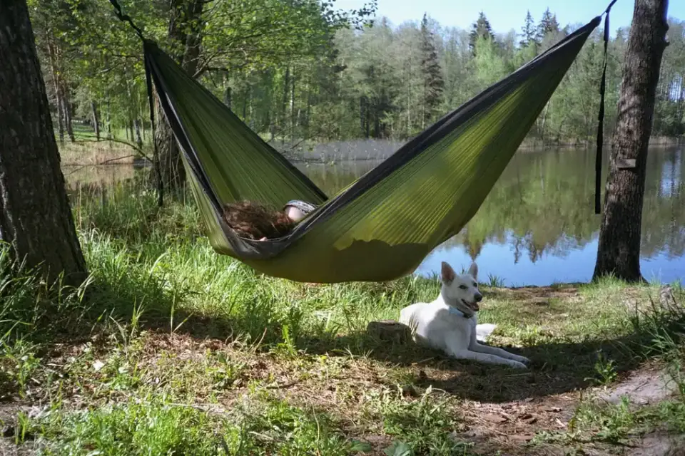 Dog camping with an owner