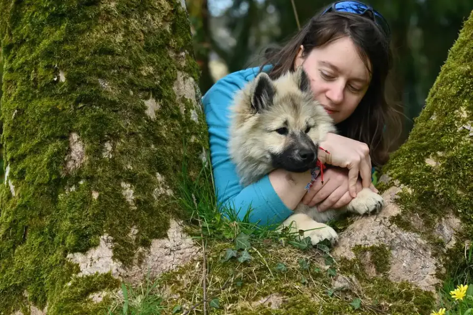 Dog camping with an owner