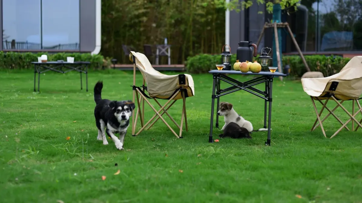 Dog camping with an owner