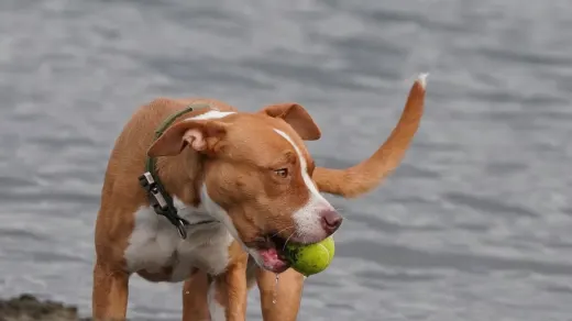 Dog chasing a ball