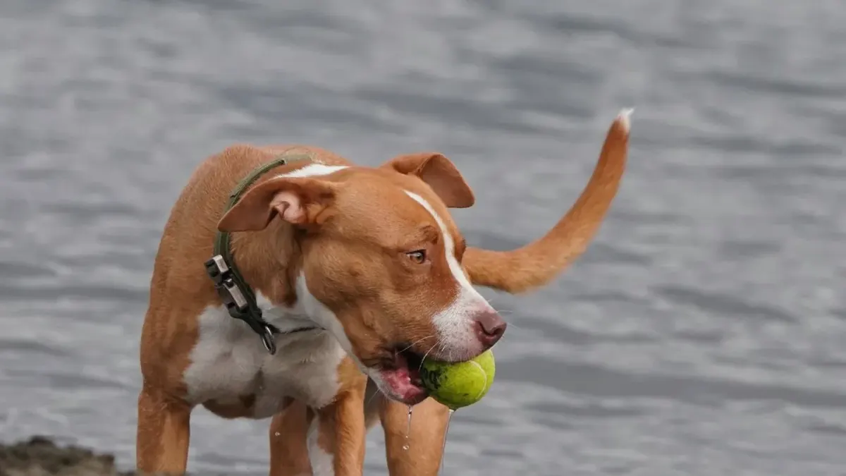 Dog chasing a ball