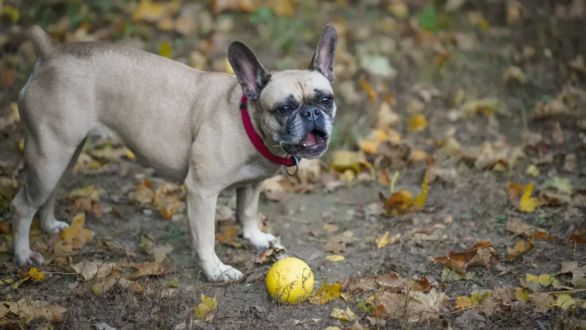Dog chasing a ball