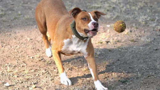 Dog chasing a ball